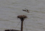 Osprey?, Hood River OR and vicinity, May 2017